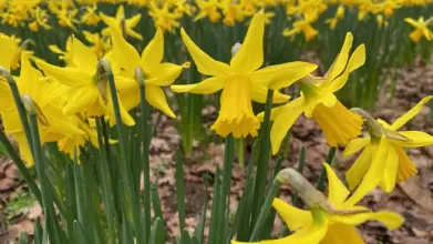 yellow daffodils in a field