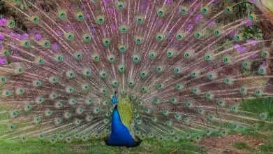 peacock