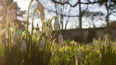 snowdrops