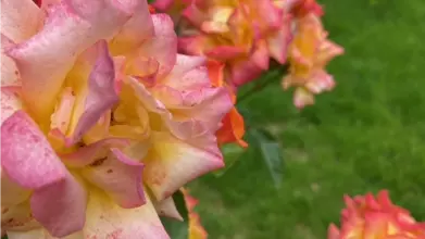 newsletter 18 picture