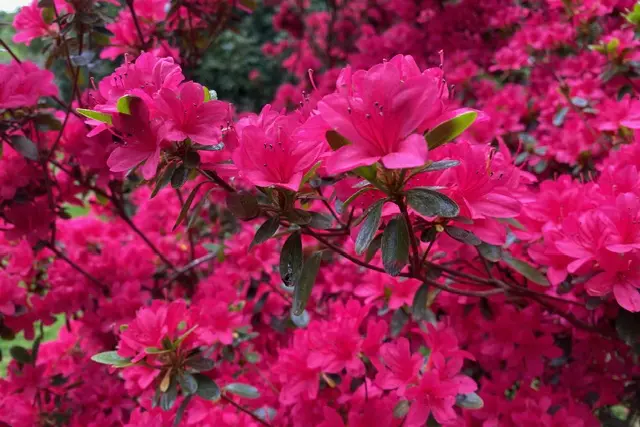 Pink Flowers