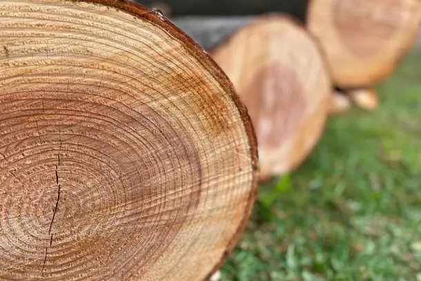Cut tree trunk