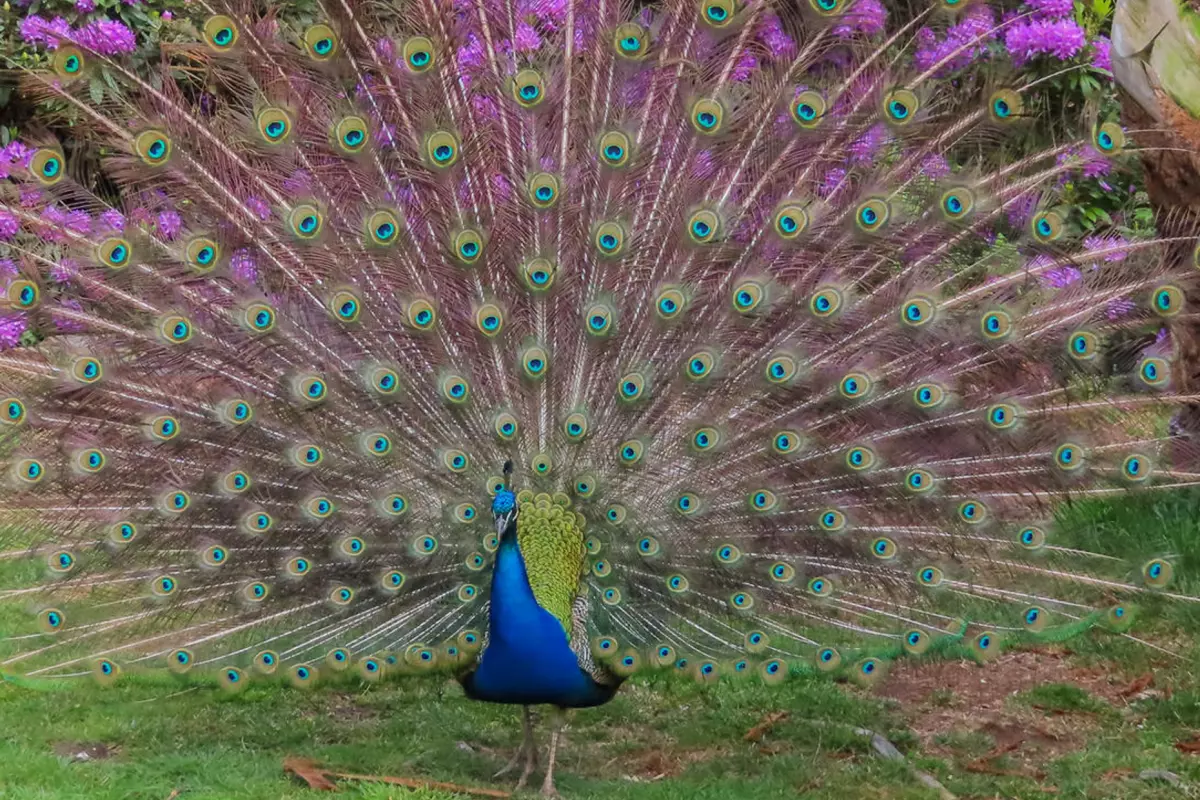 peacock