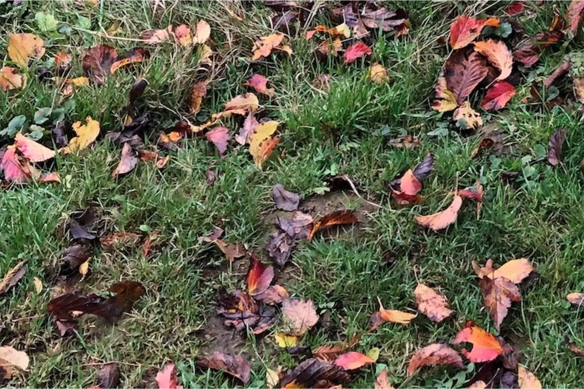 autumn leaves