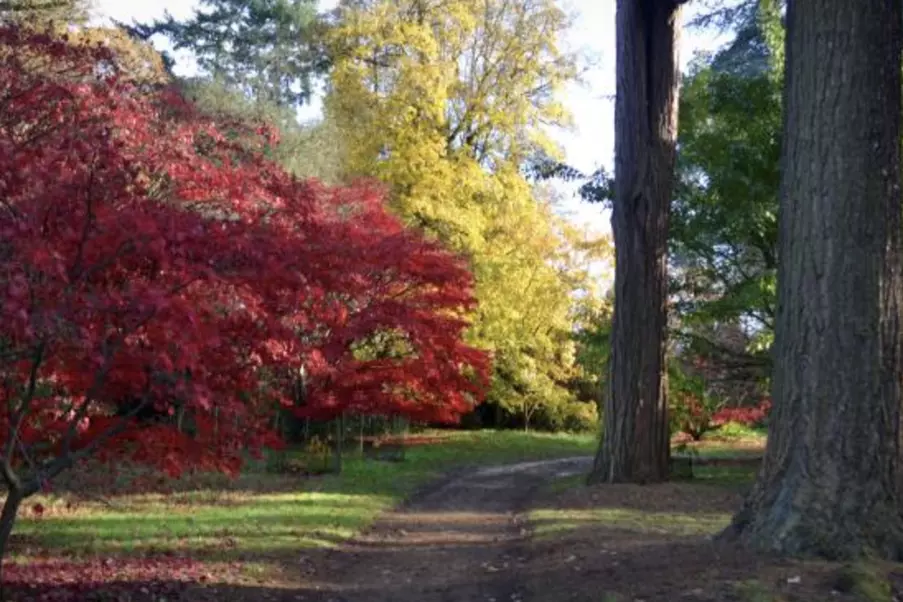 autumn scene