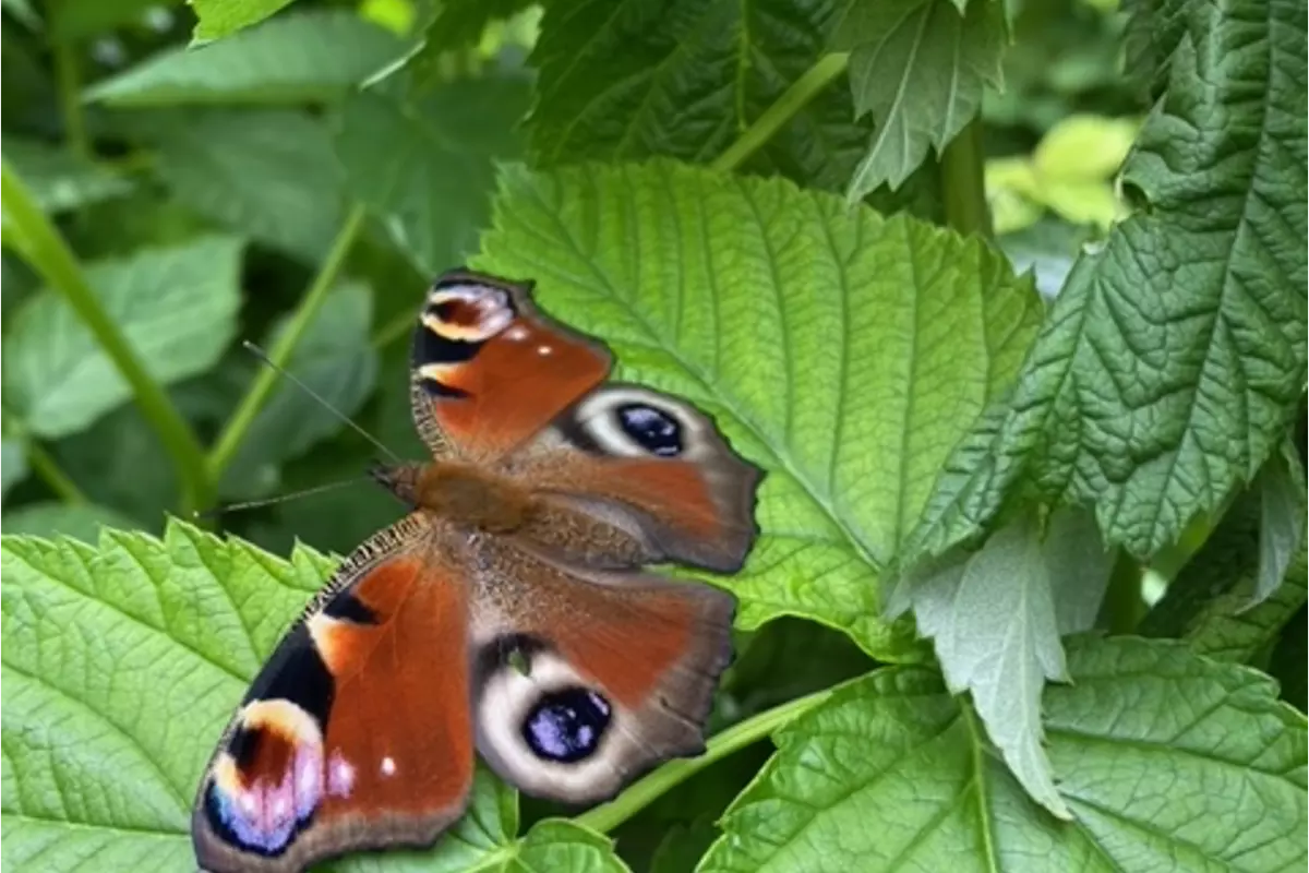 butterfly