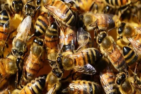 bees