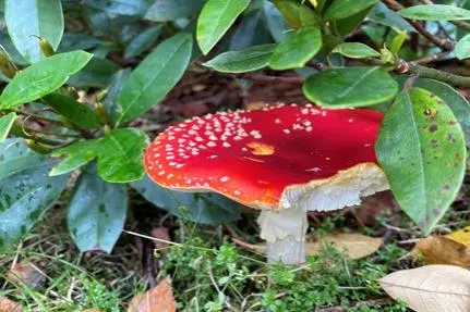 mushroom